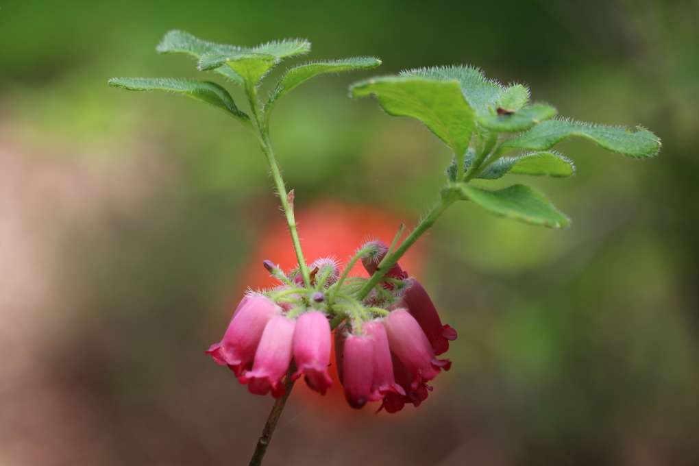 Menziesia ciliicalyx var multiflora 1740-1981