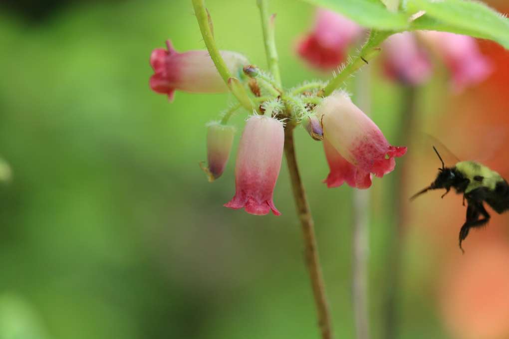 Menziesia ciliicalyx var multiflora 1740-1981