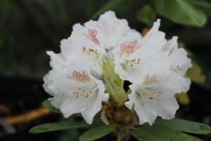 Rhododendron Brueckner IX-5