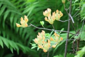 Rhododendron luteum 'Golden Comet' 1142-2014