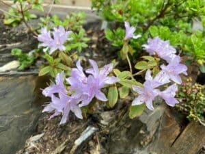 Rhododendron 'Boulderwood Blue'