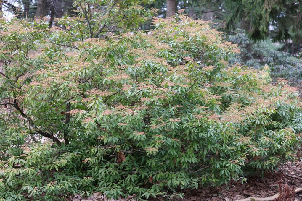 Pieris 'Brower's Beauty'