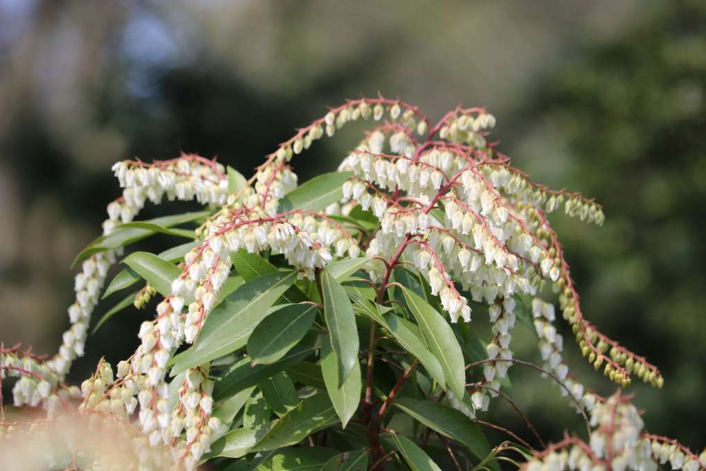 Pieris japonicum 'Karenoma'