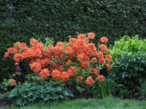 Rhododendron 'orangeade'