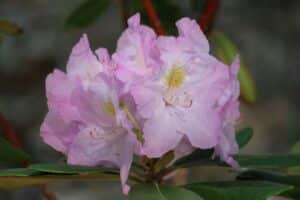 Rhododendron Brueckner XI-24 1733-2022 688