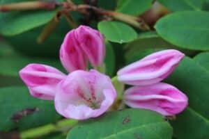 Rhododendron Hybryde Brueckner XIV-23