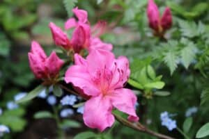 Rhododendron 'Abigail Adams'