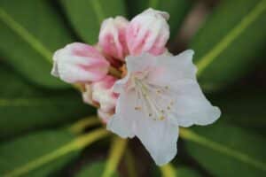 Rhododendron Brueckner X-1