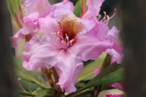 Rhododendron Brueckner XIV-29 'Toronto'