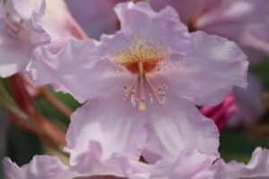 Rhododendron Brueckner VI-30