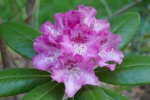 Rhododendron Brueckner V-27