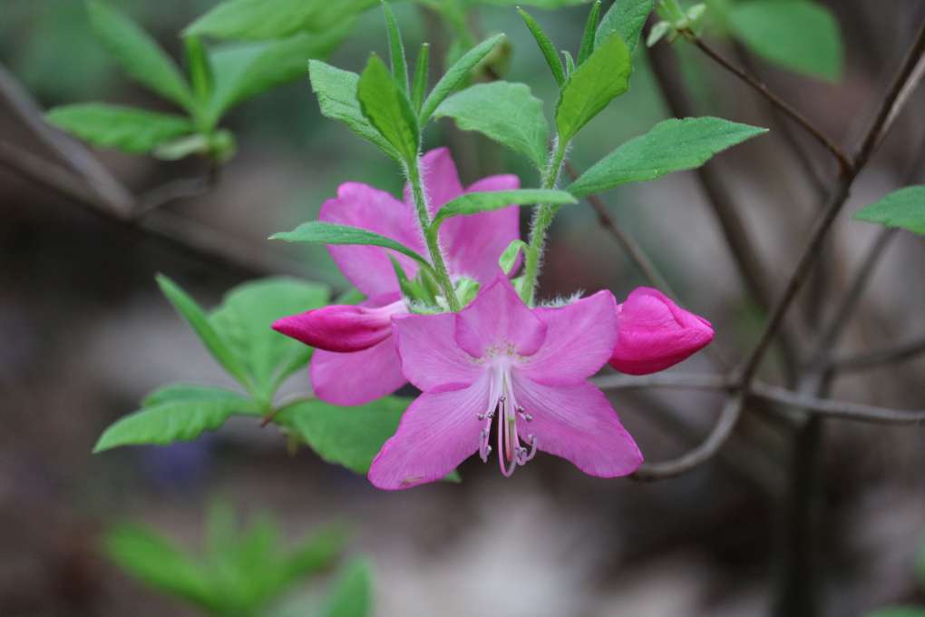 Rhododendron albrechtii