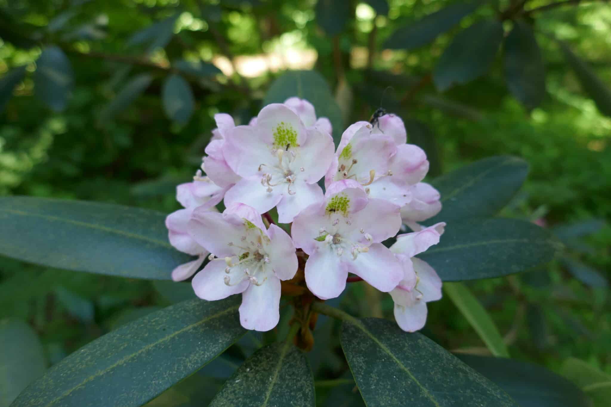 Rhododendron maximum (Red Form)